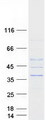 AKTIP / FTS Protein - Purified recombinant protein AKTIP was analyzed by SDS-PAGE gel and Coomassie Blue Staining