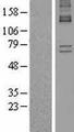 ALAS1 Protein - Western validation with an anti-DDK antibody * L: Control HEK293 lysate R: Over-expression lysate