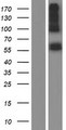 ALAS2 Protein - Western validation with an anti-DDK antibody * L: Control HEK293 lysate R: Over-expression lysate