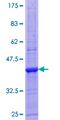 ALCAM / CD166 Protein - 12.5% SDS-PAGE of human ALCAM stained with Coomassie Blue