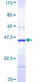 ALDH18A1 Protein - 12.5% SDS-PAGE Stained with Coomassie Blue