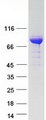 ALDH18A1 Protein - Purified recombinant protein ALDH18A1 was analyzed by SDS-PAGE gel and Coomassie Blue Staining