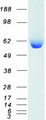 ALDH1A1 / ALDH1 Protein - Purified recombinant protein ALDH1A1 was analyzed by SDS-PAGE gel and Coomassie Blue Staining