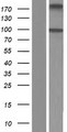 ALDH1L2 Protein - Western validation with an anti-DDK antibody * L: Control HEK293 lysate R: Over-expression lysate