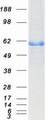 ALDH2 Protein - Purified recombinant protein ALDH2 was analyzed by SDS-PAGE gel and Coomassie Blue Staining