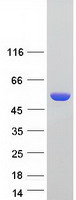 ALDH3A1 Protein - Purified recombinant protein ALDH3A1 was analyzed by SDS-PAGE gel and Coomassie Blue Staining