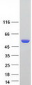 ALDH3A1 Protein - Purified recombinant protein ALDH3A1 was analyzed by SDS-PAGE gel and Coomassie Blue Staining