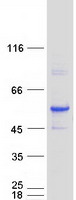 ALDH3A2 Protein - Purified recombinant protein ALDH3A2 was analyzed by SDS-PAGE gel and Coomassie Blue Staining