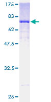 ALDH3B1 Protein - 12.5% SDS-PAGE of human ALDH3B1 stained with Coomassie Blue