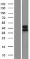 ALDH3B2 Protein - Western validation with an anti-DDK antibody * L: Control HEK293 lysate R: Over-expression lysate