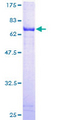 ALDH3B2 Protein - 12.5% SDS-PAGE of human ALDH3B2 stained with Coomassie Blue