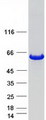 ALDH8A1 Protein - Purified recombinant protein ALDH8A1 was analyzed by SDS-PAGE gel and Coomassie Blue Staining