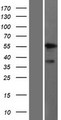 ALDH9A1 Protein - Western validation with an anti-DDK antibody * L: Control HEK293 lysate R: Over-expression lysate