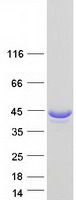 ALDOA / Aldolase A Protein - Purified recombinant protein ALDOA was analyzed by SDS-PAGE gel and Coomassie Blue Staining
