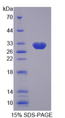 ALDOC / Aldolase C Protein - Recombinant Aldolase C, Fructose Bisphosphate By SDS-PAGE