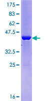 ALG13 Protein - 12.5% SDS-PAGE of human ALG13 stained with Coomassie Blue