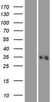 ALG1L2 Protein - Western validation with an anti-DDK antibody * L: Control HEK293 lysate R: Over-expression lysate