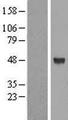 ALG2 Protein - Western validation with an anti-DDK antibody * L: Control HEK293 lysate R: Over-expression lysate
