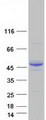 ALG2 Protein - Purified recombinant protein ALG2 was analyzed by SDS-PAGE gel and Coomassie Blue Staining