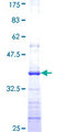 ALG5 Protein - 12.5% SDS-PAGE Stained with Coomassie Blue.