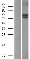 ALK3 / BMPR1A Protein - Western validation with an anti-DDK antibody * L: Control HEK293 lysate R: Over-expression lysate