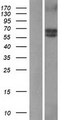 ALK3 / BMPR1A Protein - Western validation with an anti-DDK antibody * L: Control HEK293 lysate R: Over-expression lysate