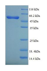 ALK3 / BMPR1A Protein