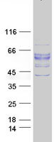 ALK3 / BMPR1A Protein - Purified recombinant protein BMPR1A was analyzed by SDS-PAGE gel and Coomassie Blue Staining