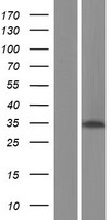 ALKBH4 Protein - Western validation with an anti-DDK antibody * L: Control HEK293 lysate R: Over-expression lysate