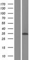 ALKBH4 Protein - Western validation with an anti-DDK antibody * L: Control HEK293 lysate R: Over-expression lysate