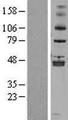 ALKBH5 Protein - Western validation with an anti-DDK antibody * L: Control HEK293 lysate R: Over-expression lysate
