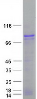 ALKBH8 Protein - Purified recombinant protein ALKBH8 was analyzed by SDS-PAGE gel and Coomassie Blue Staining