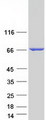 ALOX12 / 12 Lipoxygenase Protein - Purified recombinant protein ALOX12 was analyzed by SDS-PAGE gel and Coomassie Blue Staining