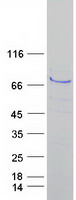 ALOX15 / 15-Lipoxygenase Protein - Purified recombinant protein ALOX15 was analyzed by SDS-PAGE gel and Coomassie Blue Staining