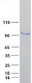 ALOX15 / 15-Lipoxygenase Protein - Purified recombinant protein ALOX15 was analyzed by SDS-PAGE gel and Coomassie Blue Staining