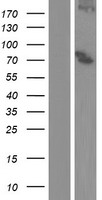 ALOX15B / 15-LOX-2 Protein - Western validation with an anti-DDK antibody * L: Control HEK293 lysate R: Over-expression lysate