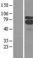 ALOX5 / 5-LOX Protein - Western validation with an anti-DDK antibody * L: Control HEK293 lysate R: Over-expression lysate