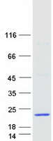 ALOX5AP / FLAP Protein - Purified recombinant protein ALOX5AP was analyzed by SDS-PAGE gel and Coomassie Blue Staining