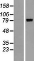 ALOXE3 Protein - Western validation with an anti-DDK antibody * L: Control HEK293 lysate R: Over-expression lysate