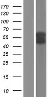 Alpha-1-Antichymotrypsin Protein - Western validation with an anti-DDK antibody * L: Control HEK293 lysate R: Over-expression lysate