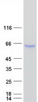 Alpha-Fetoprotein Protein - Purified recombinant protein AFP was analyzed by SDS-PAGE gel and Coomassie Blue Staining