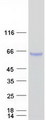 Alpha-Fetoprotein Protein - Purified recombinant protein AFP was analyzed by SDS-PAGE gel and Coomassie Blue Staining