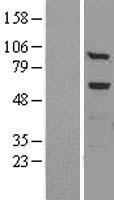 Alpha Fucosidase / FUCA1 Protein - Western validation with an anti-DDK antibody * L: Control HEK293 lysate R: Over-expression lysate