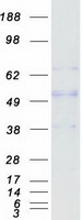 Alpha Fucosidase / FUCA1 Protein - Purified recombinant protein FUCA1 was analyzed by SDS-PAGE gel and Coomassie Blue Staining