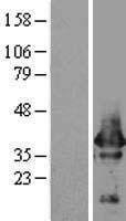 Alpha SNAP Protein - Western validation with an anti-DDK antibody * L: Control HEK293 lysate R: Over-expression lysate
