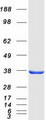 Alpha SNAP Protein - Purified recombinant protein NAPA was analyzed by SDS-PAGE gel and Coomassie Blue Staining