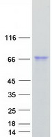 ALPI / Alkaline Phosphatase Protein - Purified recombinant protein ALPI was analyzed by SDS-PAGE gel and Coomassie Blue Staining