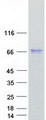 ALPI / Alkaline Phosphatase Protein - Purified recombinant protein ALPI was analyzed by SDS-PAGE gel and Coomassie Blue Staining