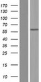 ALPL / Alkaline Phosphatase Protein - Western validation with an anti-DDK antibody * L: Control HEK293 lysate R: Over-expression lysate