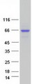 ALPL / Alkaline Phosphatase Protein - Purified recombinant protein ALPL was analyzed by SDS-PAGE gel and Coomassie Blue Staining